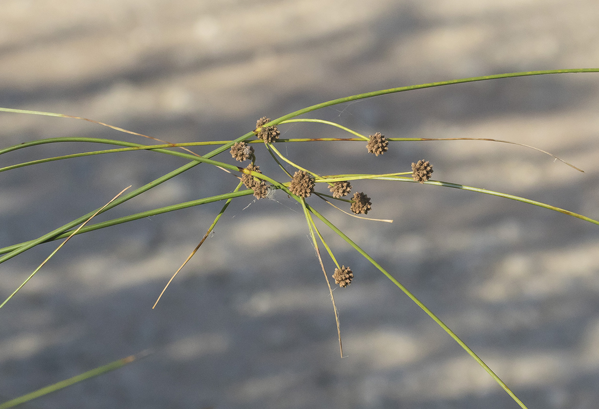 Изображение особи Scirpoides holoschoenus.