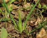 Iridodictyum reticulatum. Плодоносящее растение. Азербайджан, Хачмазский р-н, Самурский лес. 08.04.2010.