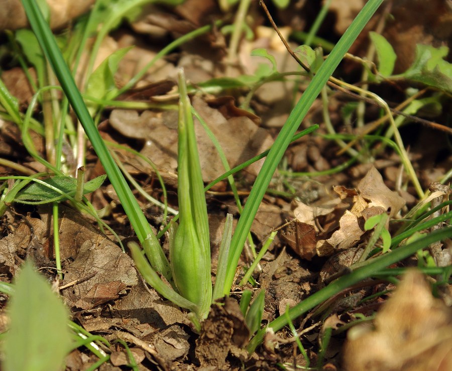 Image of Iridodictyum reticulatum specimen.
