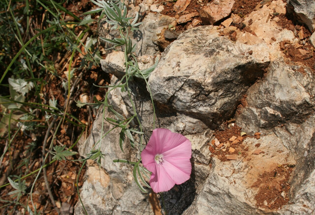 Изображение особи Convolvulus althaeoides ssp. tenuissimus.