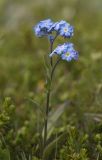 Myosotis asiatica