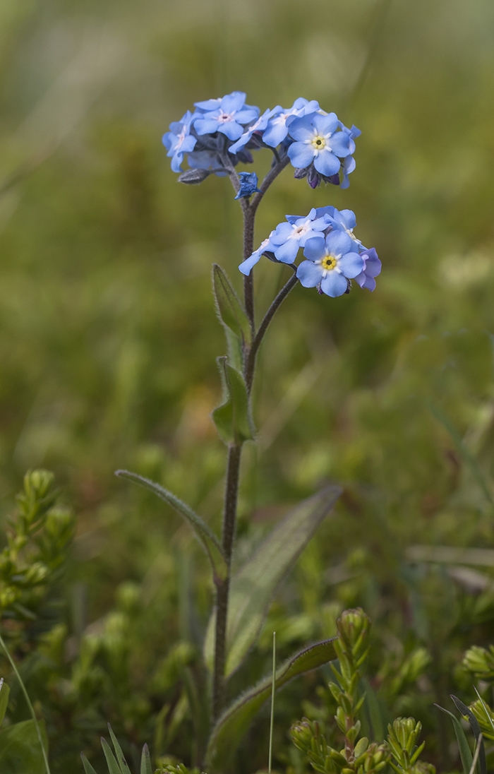 Image of Myosotis asiatica specimen.