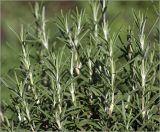 Rosmarinus officinalis