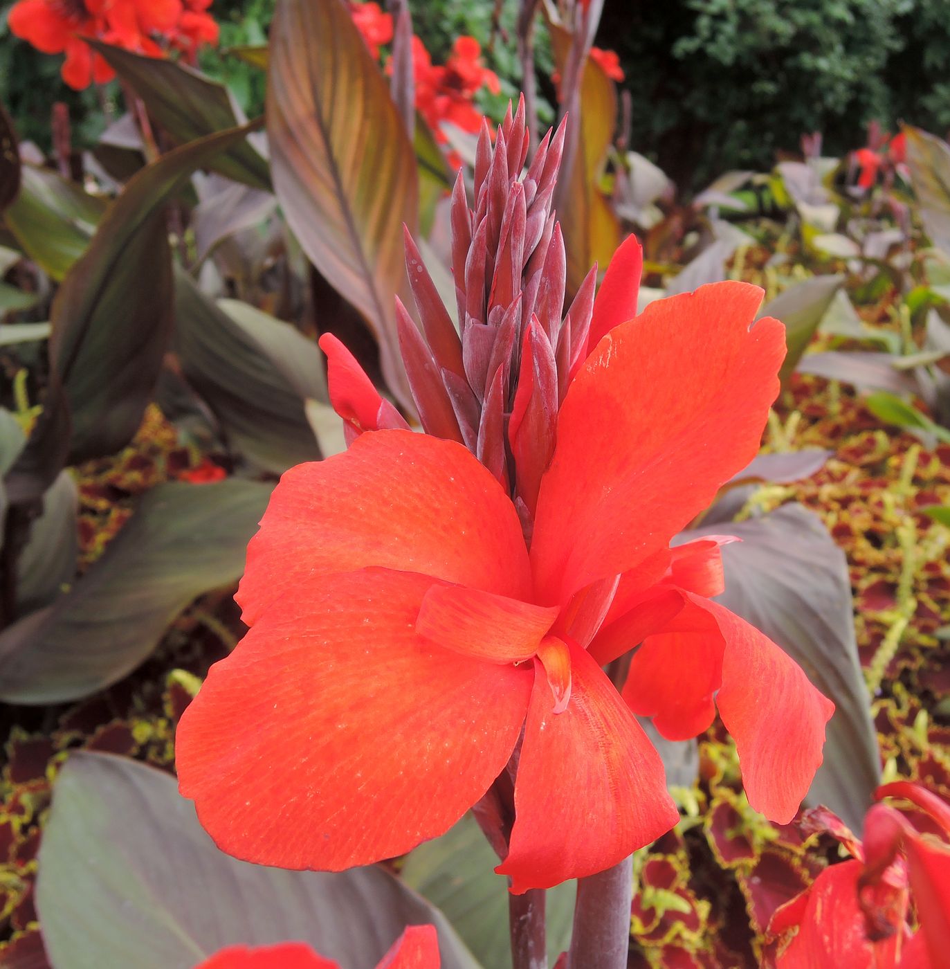 Image of Canna indica specimen.