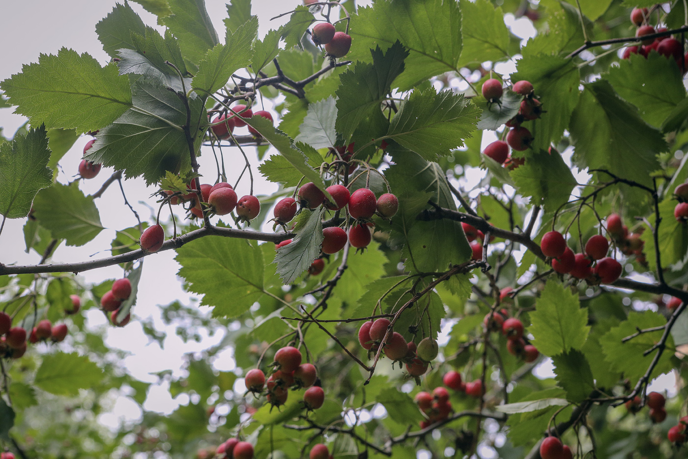Image of Crataegus submollis specimen.
