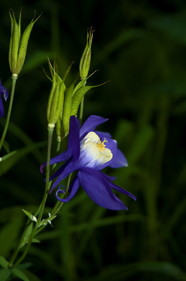 Image of Aquilegia sibirica specimen.