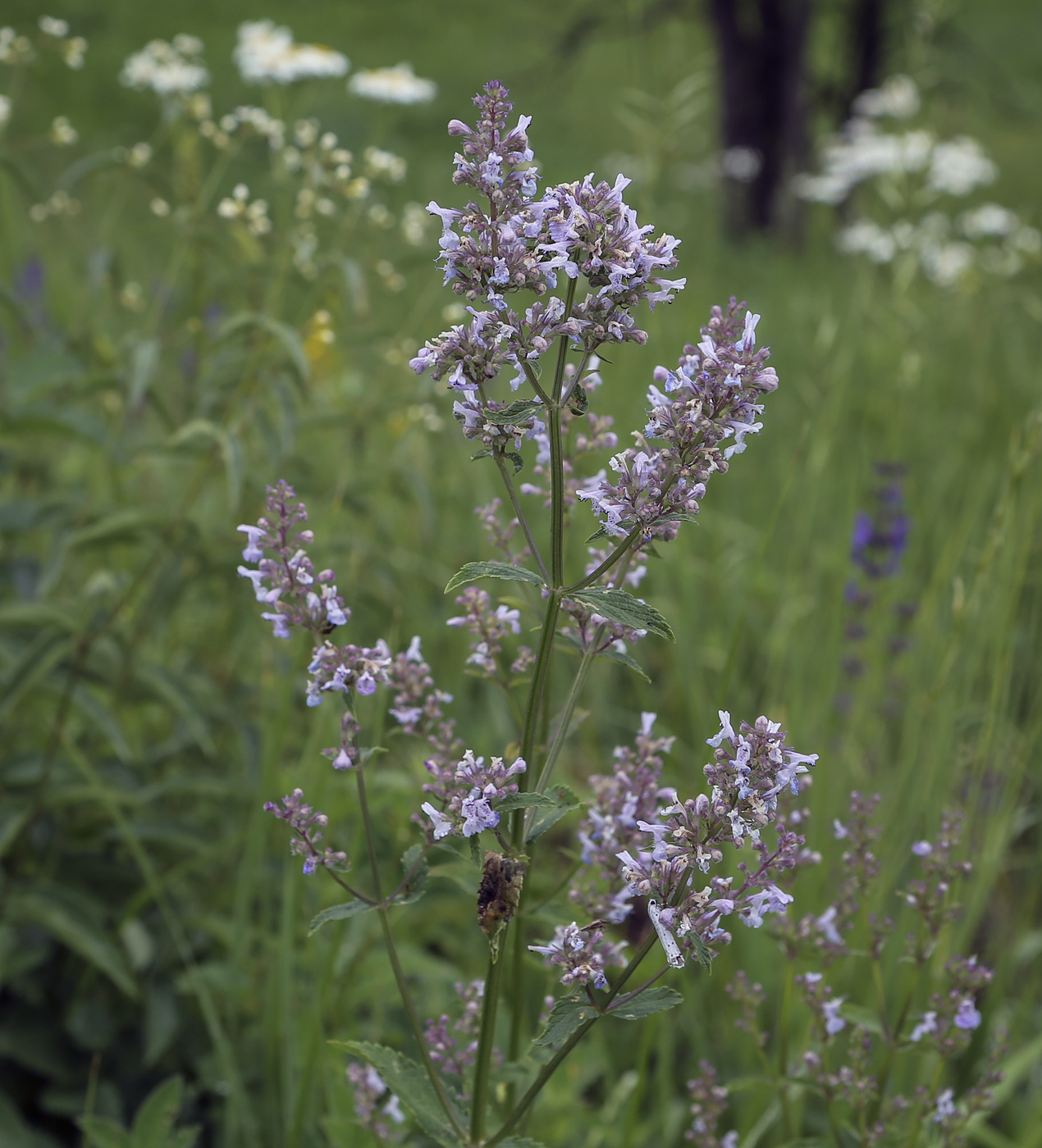 Image of Nepeta nuda specimen.