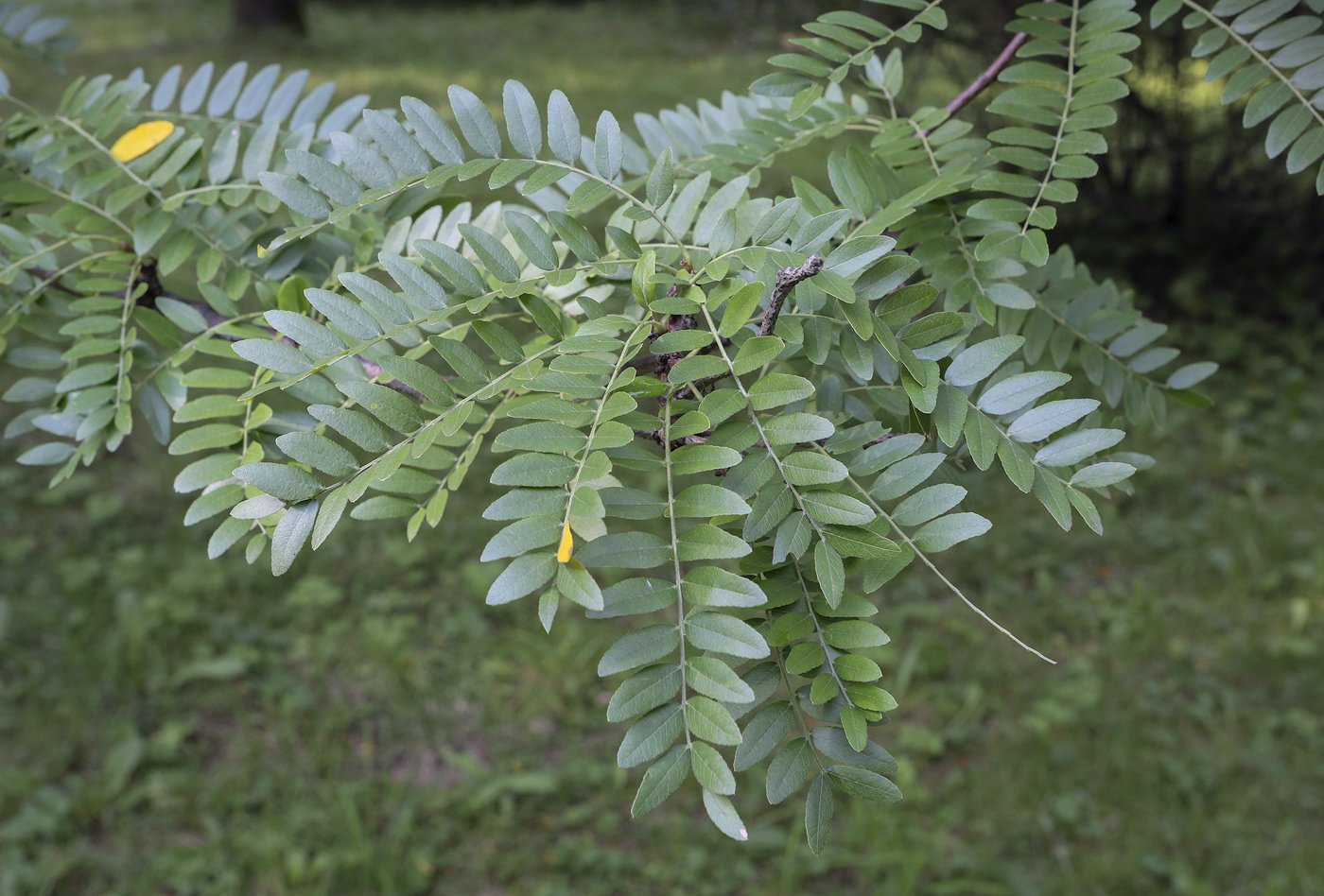 Image of Gleditsia triacanthos var. laevis specimen.