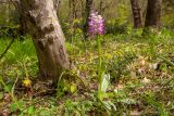 Orchis simia