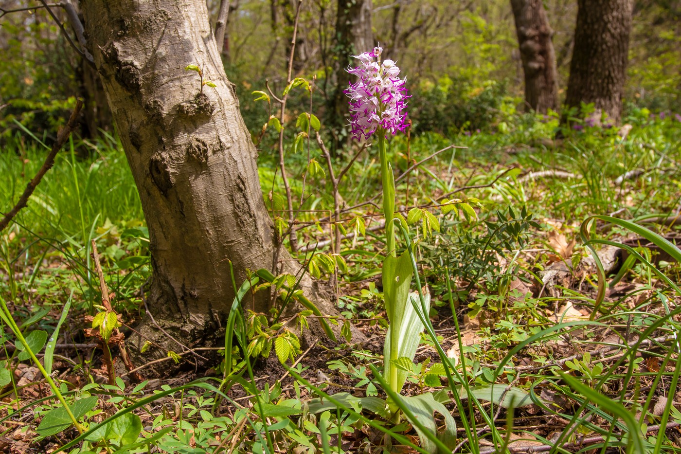 Изображение особи Orchis simia.