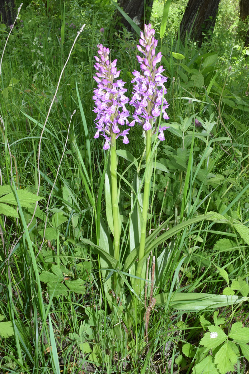 Изображение особи Dactylorhiza umbrosa.