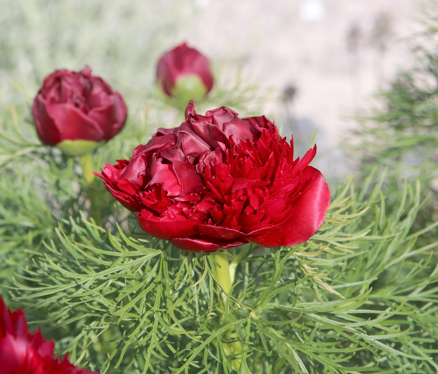 Image of Paeonia tenuifolia specimen.