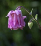 Aquilegia vulgaris