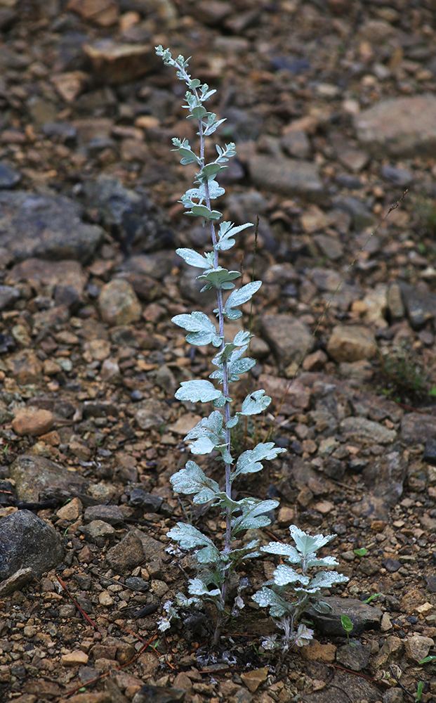 Изображение особи Artemisia saitoana.