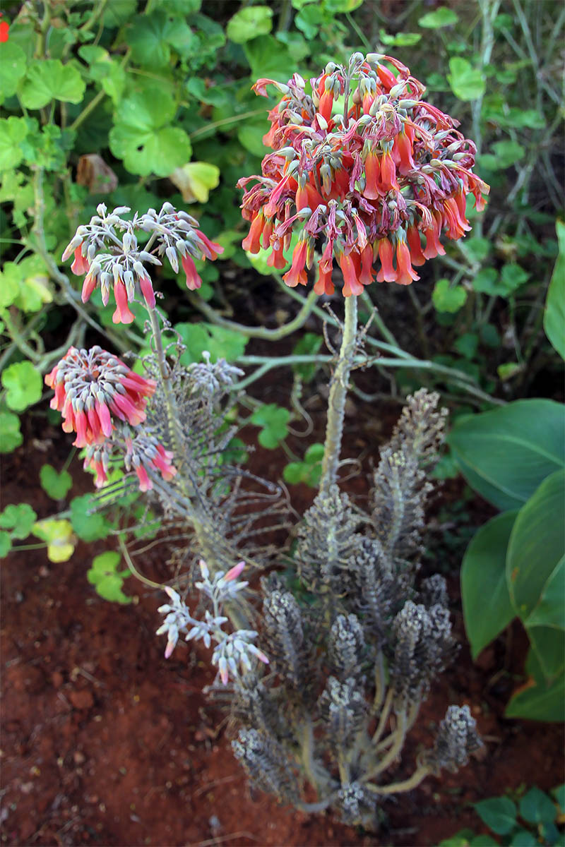 Image of Kalanchoe tubiflora specimen.