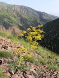 Ferula samarkandica. Цветущее растение. Узбекистан, Ташкентская обл., южный склон Чаткальского хребта, бассейн р. Ахангаран, Каттасай, выше турбазы Янгиабад, около 1800 м н.у.м, каменистый склон. 18.05.2022.