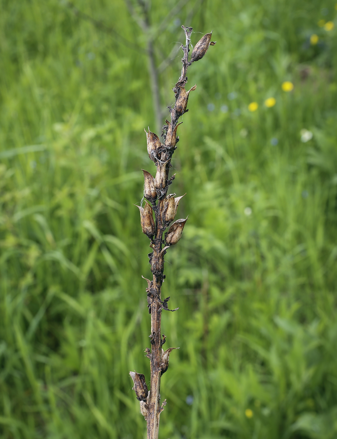 Изображение особи Pedicularis kaufmannii.