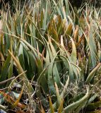 Aloe lutescens