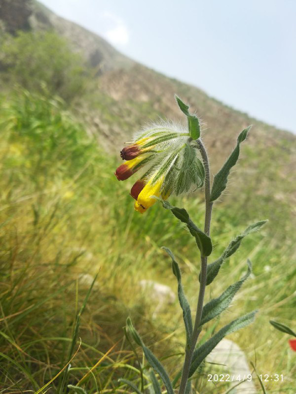 Image of Onosma dichroantha specimen.