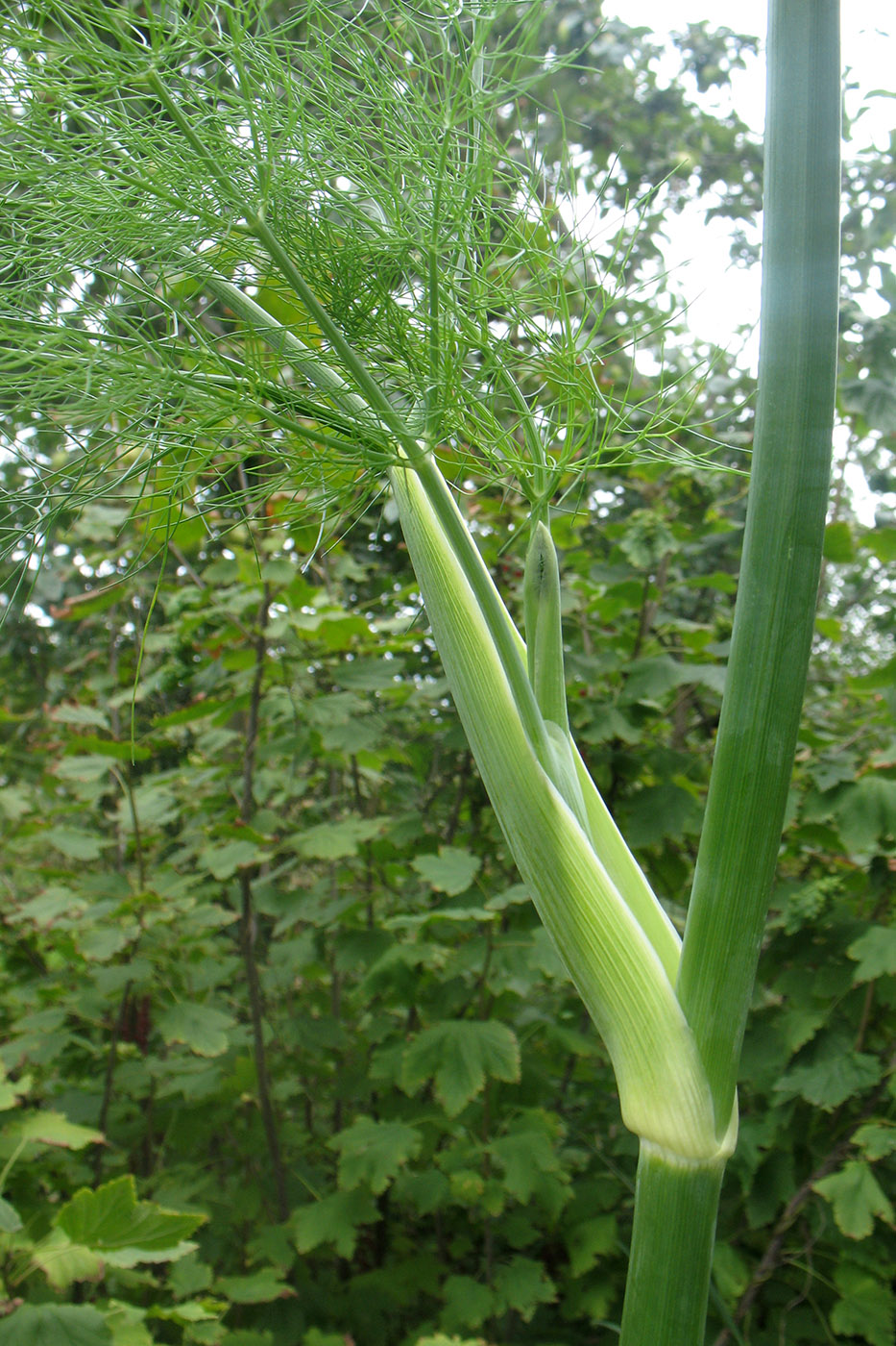 Image of Foeniculum vulgare specimen.