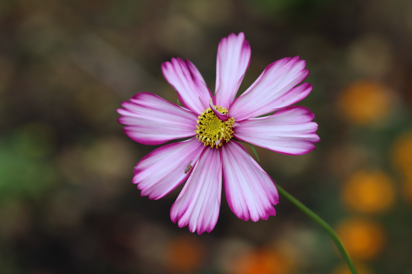 Изображение особи Cosmos bipinnatus.