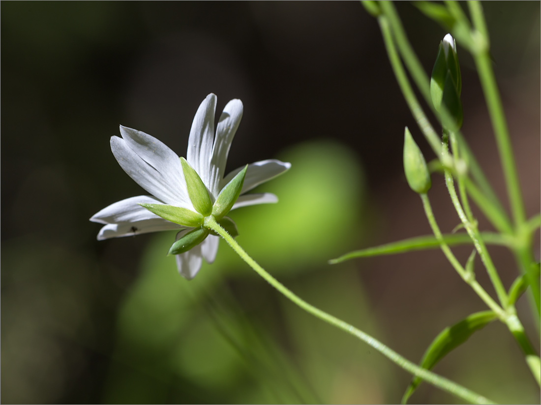 Image of Stellaria holostea specimen.