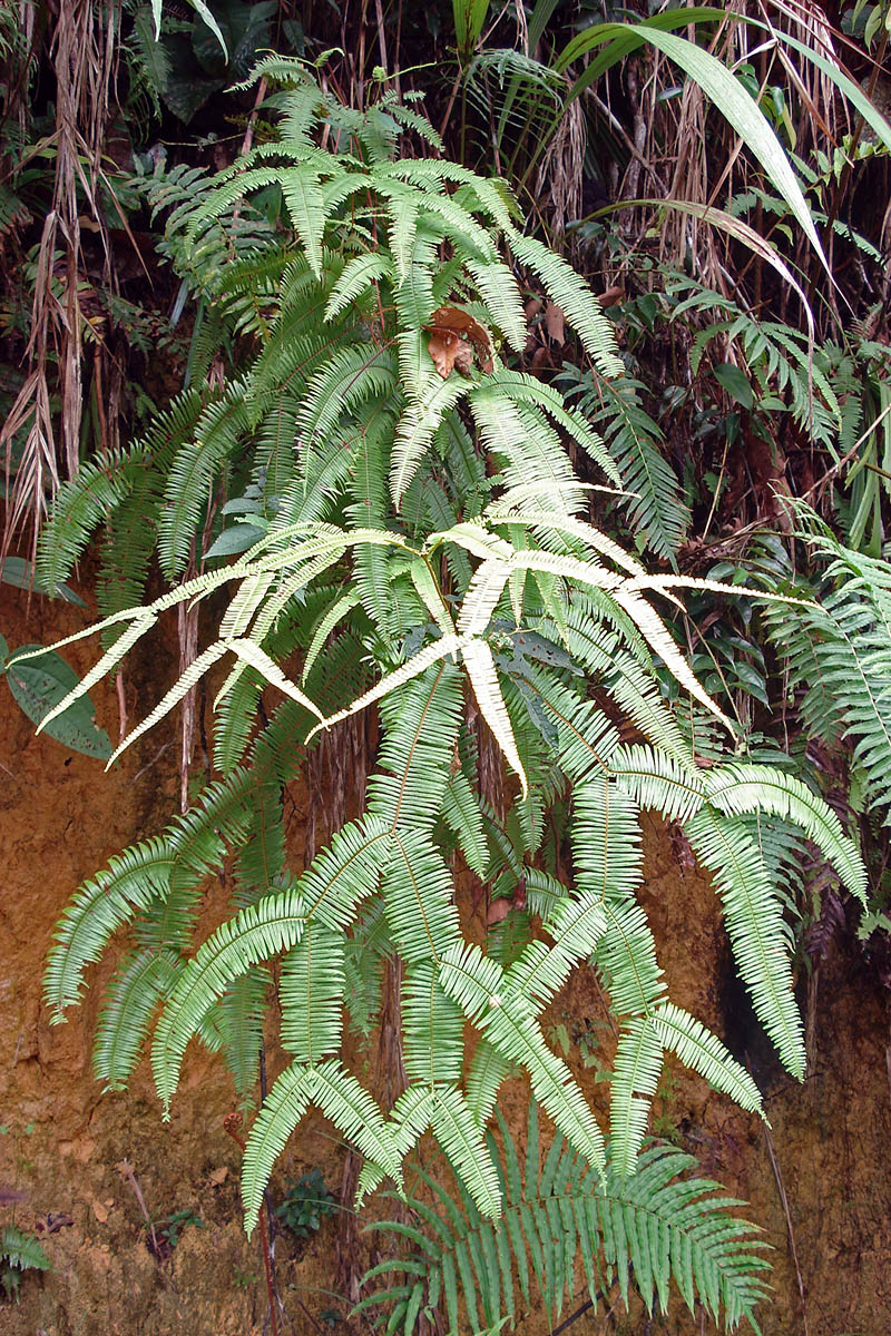 Image of familia Gleicheniaceae specimen.
