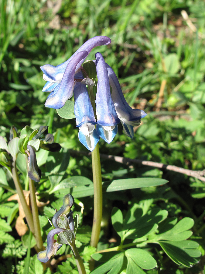 Image of Corydalis emanueli specimen.