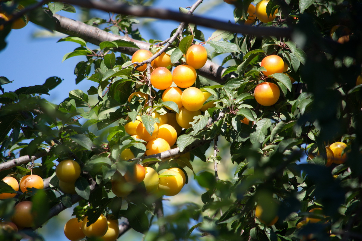 Image of Prunus cerasifera specimen.