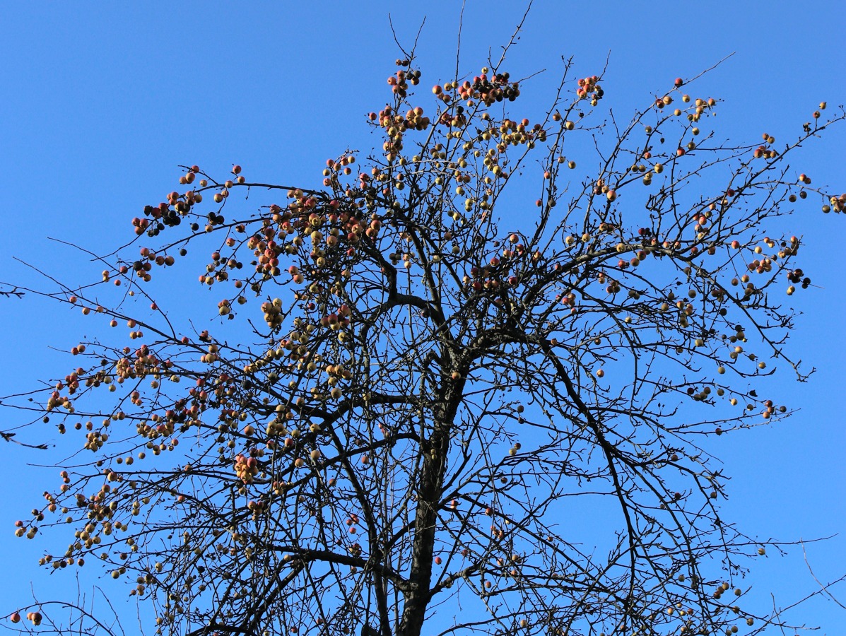 Image of Malus prunifolia specimen.