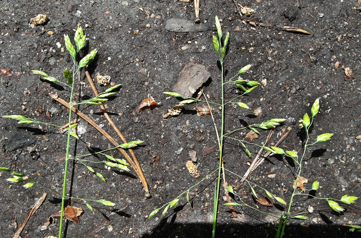 Image of genus Poa specimen.