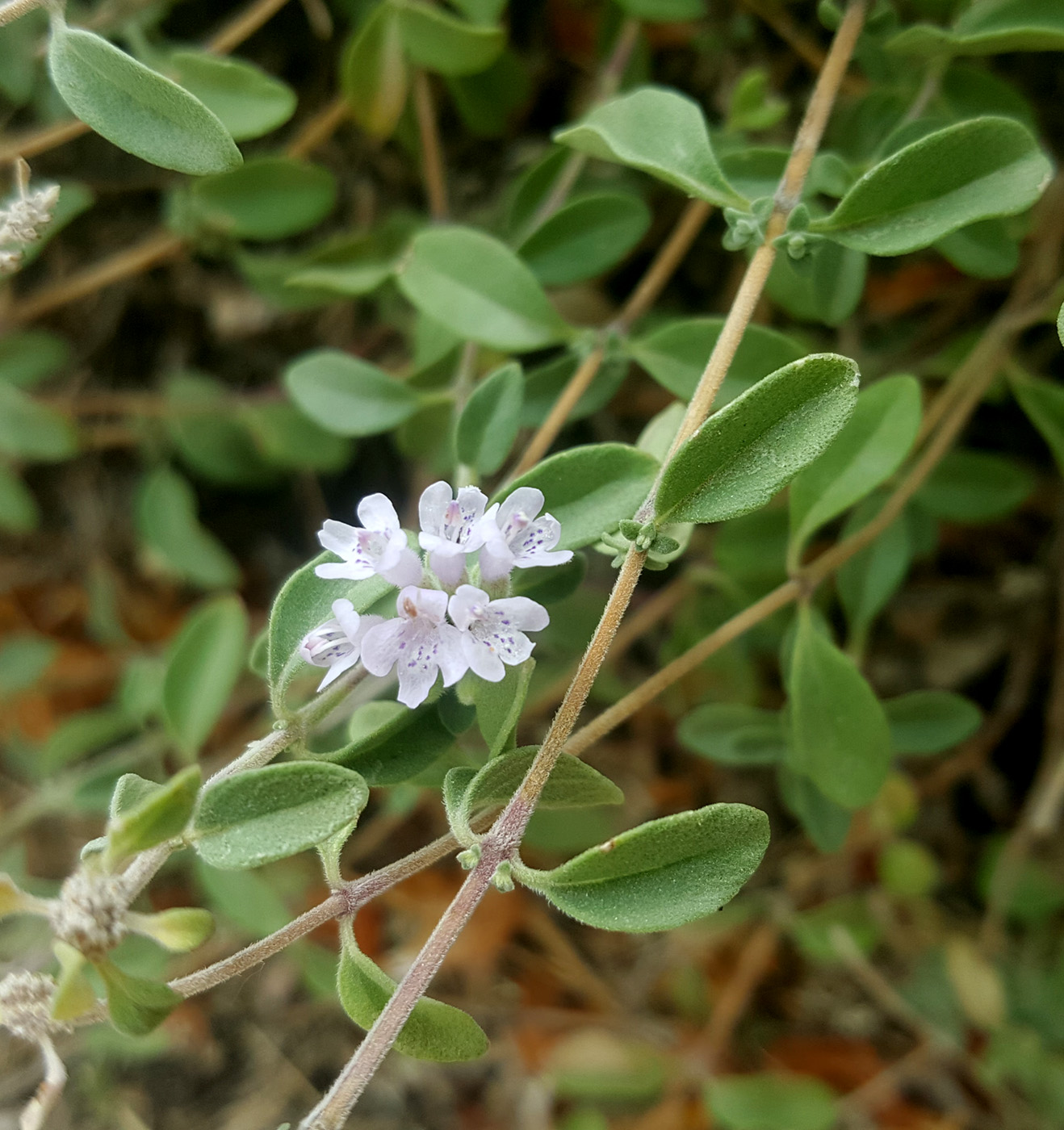 Изображение особи Ziziphora clinopodioides.