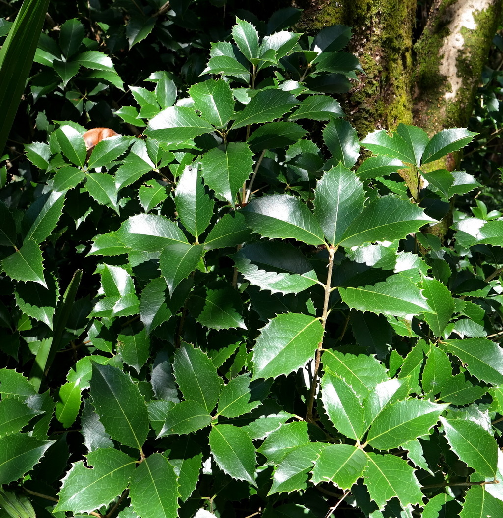 Image of Osmanthus × fortunei specimen.