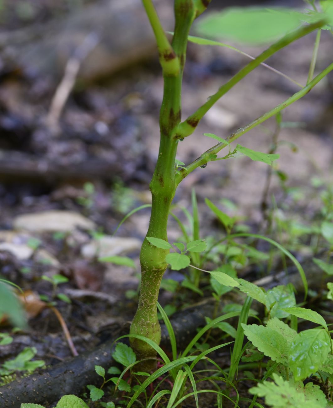 Image of Impatiens noli-tangere specimen.