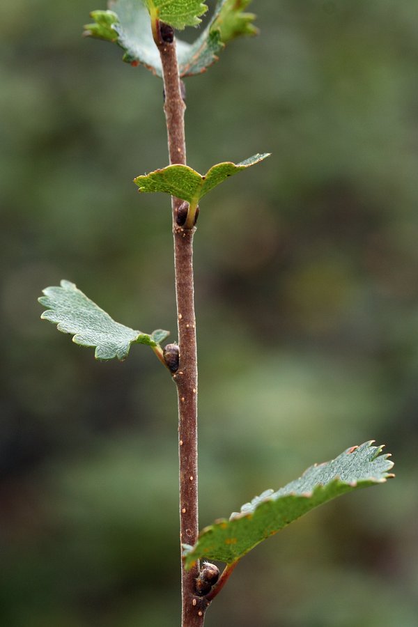 Изображение особи Betula &times; alpestris.