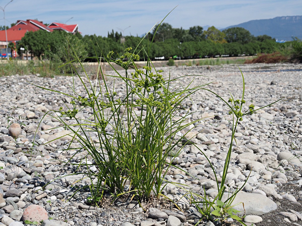 Изображение особи Cyperus eragrostis.