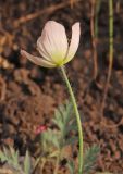 Papaver alboroseum