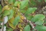 Salix caprea