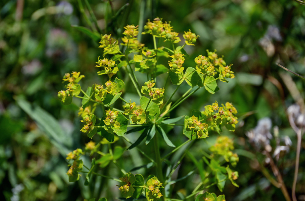 Изображение особи род Euphorbia.