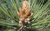 Pinus pallasiana