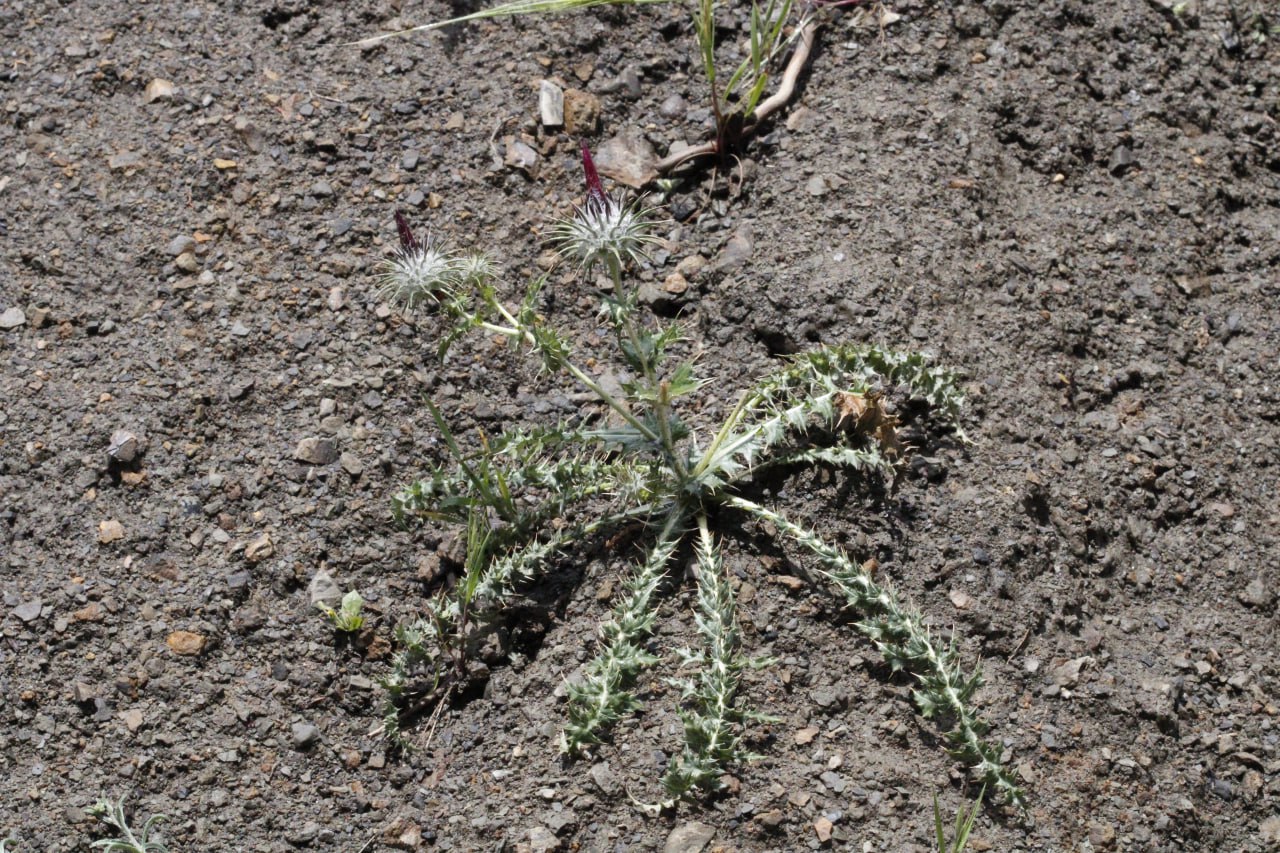 Изображение особи Cousinia rhodantha.