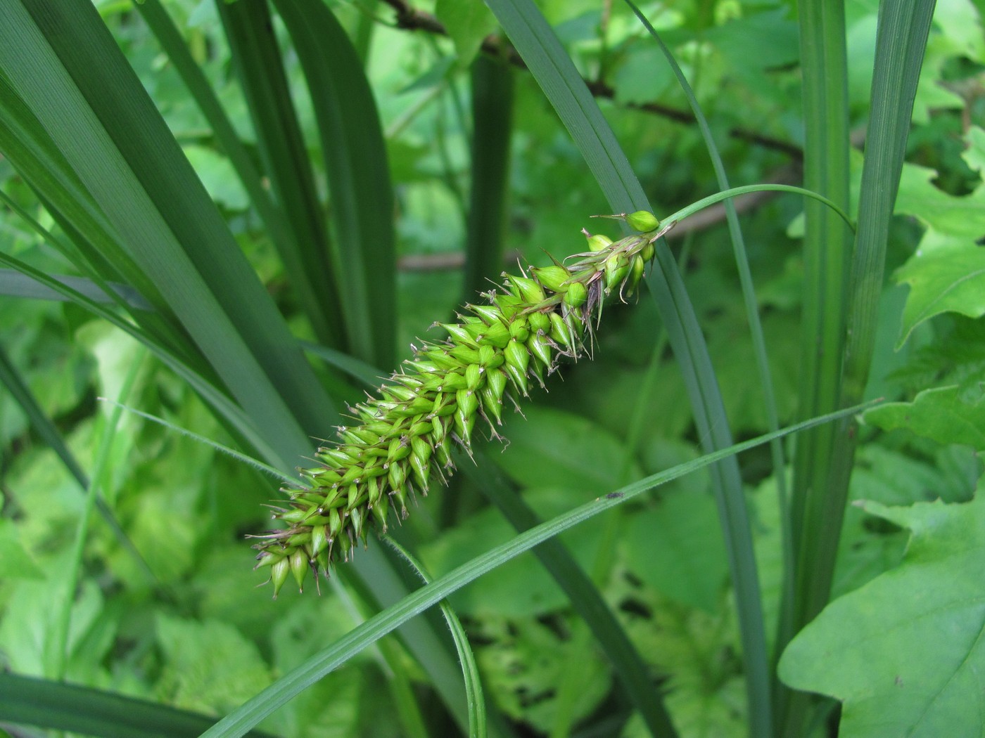 Image of Carex riparia specimen.