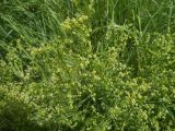 род Galium