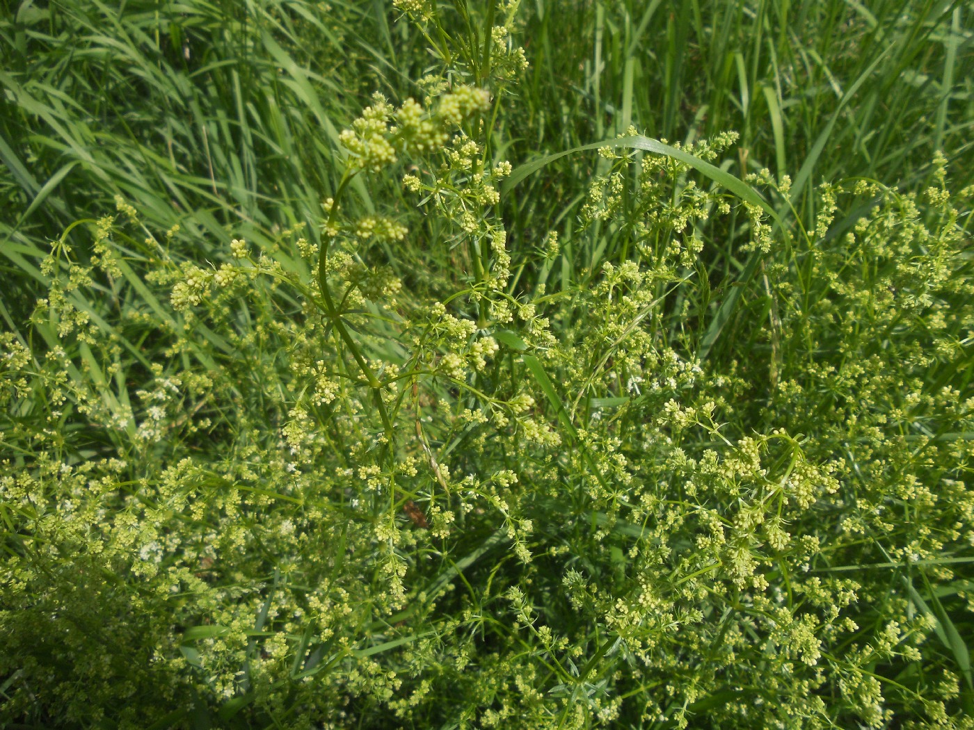 Изображение особи род Galium.