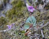 Viola variegata. Цветущее растение. Амурская обл., Архаринский р-н, отроги Малого Хингана, опушка дубового редколесья на каменистом склоне южной экспозиции. 20.05.2022.