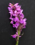 Dactylorhiza baltica