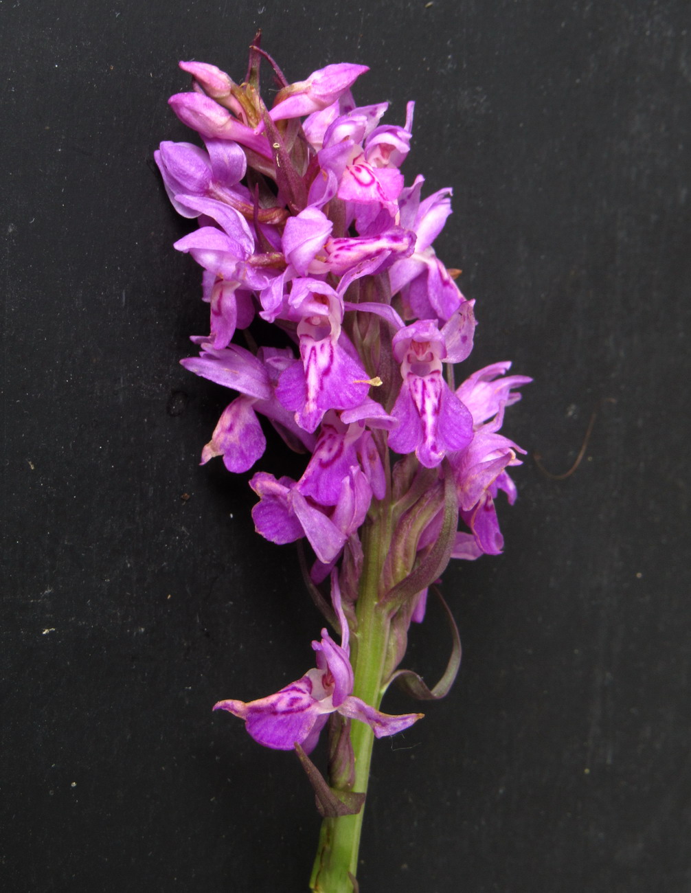 Изображение особи Dactylorhiza baltica.