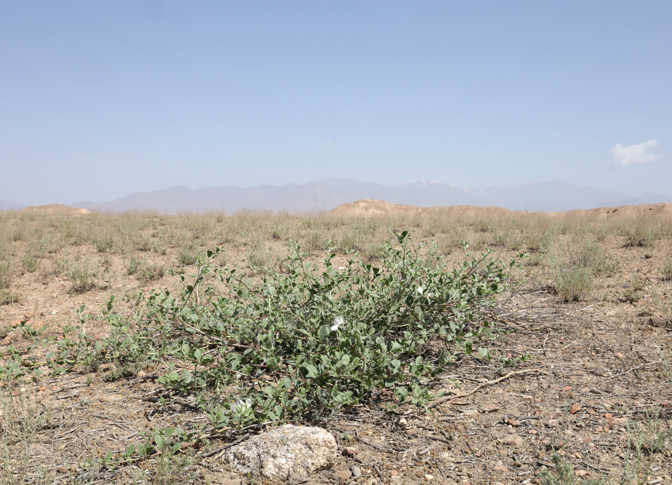 Image of Capparis herbacea specimen.