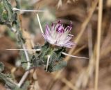 Centaurea belangeriana. Соцветие. Узбекистан, Джизакская обл., Фаришский р-н, 4 км ССВ пос. Учкулач, побережье оз. Айдаркуль, дно степной балки вблизи оросительной канавы, у дороги. 27 мая 2023 г.