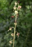 Pyrola rotundifolia